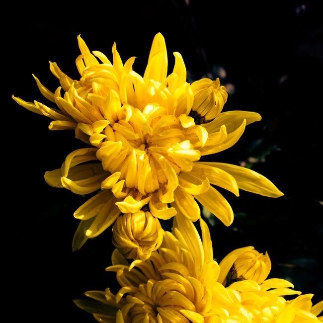 the secret of the golden flower pdf